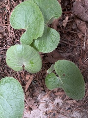 Petasites pyrenaicus