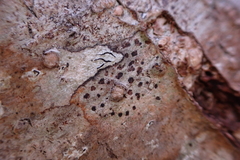 Arthonia radiata