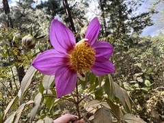 Dahlia imperialis