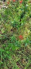 Castilleja affinis