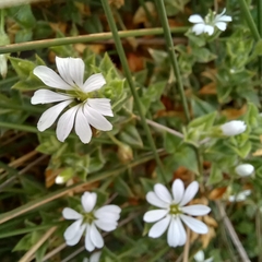 Arenaria lanuginosa