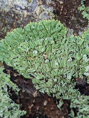 Menegazzia