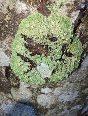 Menegazzia