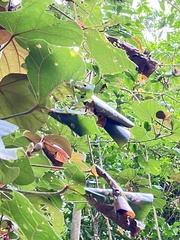 Homalanthus populifolius