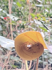 Homalanthus populifolius