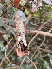 Homalanthus populifolius