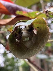 Homalanthus populifolius