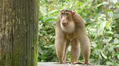 Macaca nemestrina