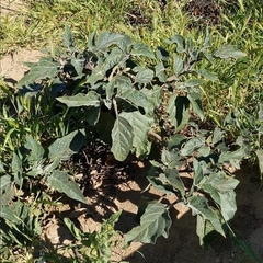 Datura wrightii