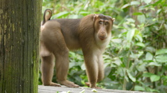 Macaca nemestrina
