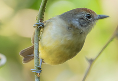 Dysithamnus mentalis
