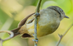 Dysithamnus mentalis