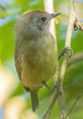 Dysithamnus mentalis