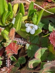 Plagiobothrys nothofulvus