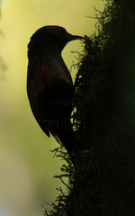 Cranioleuca erythrops