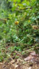 Sigesbeckia jorullensis