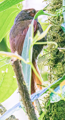 Cranioleuca erythrops