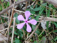 Phlox divaricata