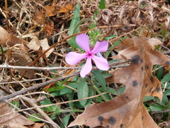Phlox divaricata
