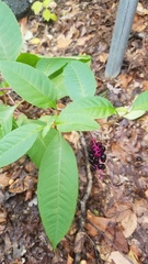 Phytolacca americana