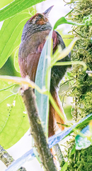 Cranioleuca erythrops