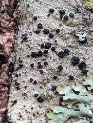 Mycoblastus sanguinarius