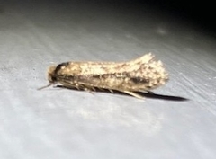 Tinea apicimaculella