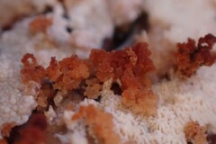 Hypomyces aurantius