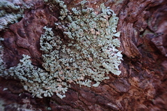 Parmeliopsis hyperopta