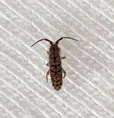 Orchesella villosa