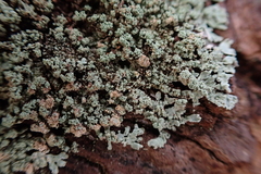 Parmeliopsis hyperopta