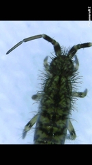 Orchesella villosa
