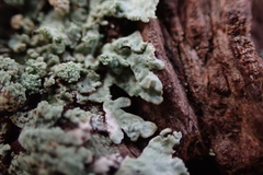 Parmeliopsis hyperopta