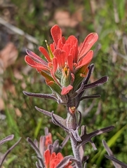 Castilleja foliolosa