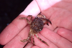 Lophopanopeus bellus