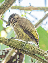 Picumnus olivaceus
