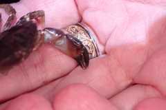 Lophopanopeus bellus