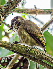 Picumnus olivaceus