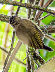 Picumnus olivaceus