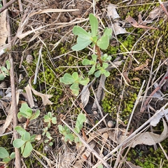 Portulaca oleracea