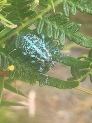 Chrysolopus