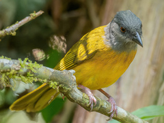 Eucometis penicillata