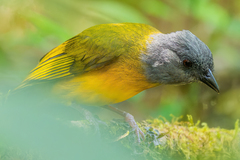 Eucometis penicillata