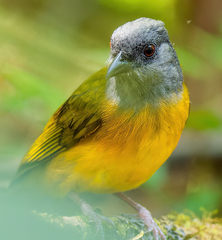 Eucometis penicillata