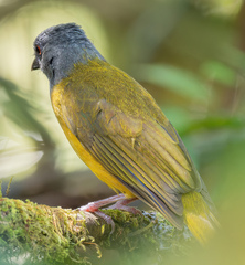 Eucometis penicillata