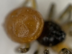 Crustulina sticta