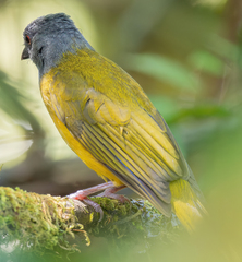 Eucometis penicillata