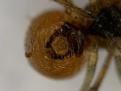 Crustulina sticta