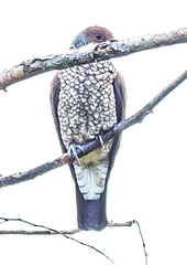 Patagioenas speciosa