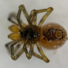 Crustulina sticta